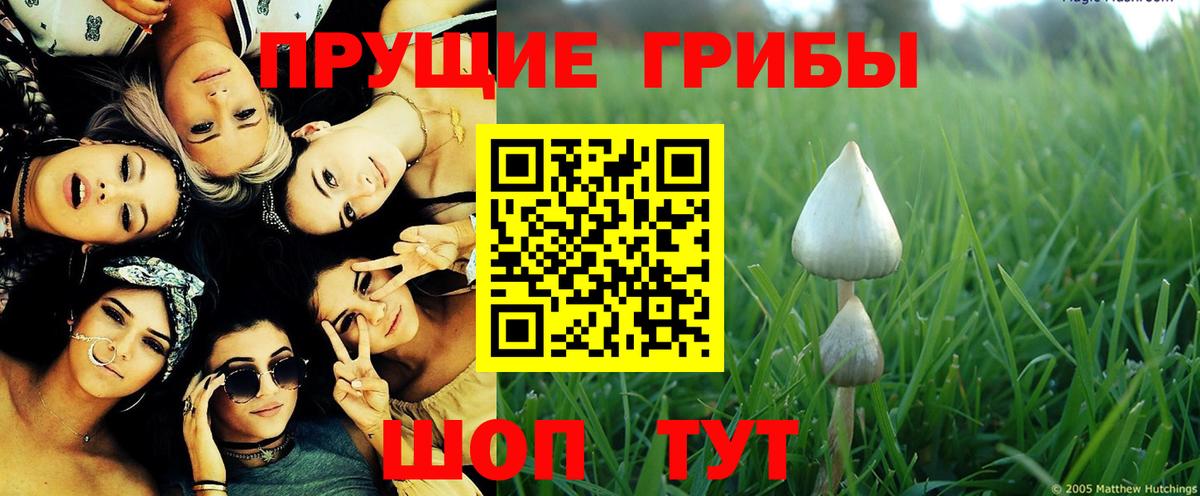 магазин продажи   Псилоцибиновые грибы Psilocybine cubensis  Вход с VPN  Грязи  Псилоцибиновые грибы GOLDEN TEACHER 